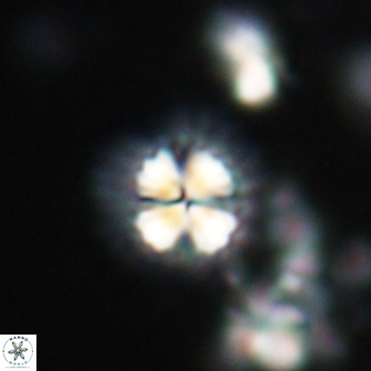 Mulleria bramlettei 21356