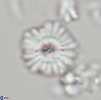 Mulleria bramlettei 21357