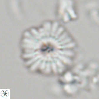 Mulleria bramlettei 21357