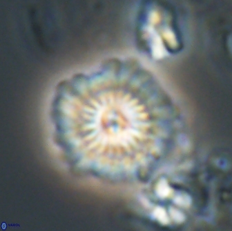 Mulleria bramlettei 21358