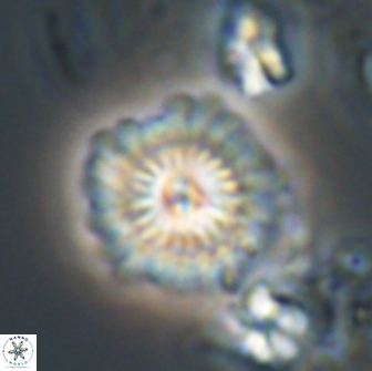 Mulleria bramlettei 21358