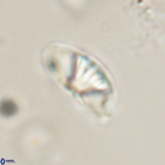 Mulleria bramlettei 54034