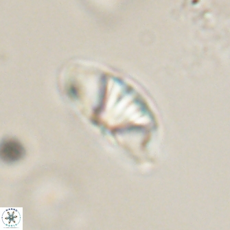 Mulleria bramlettei 54034