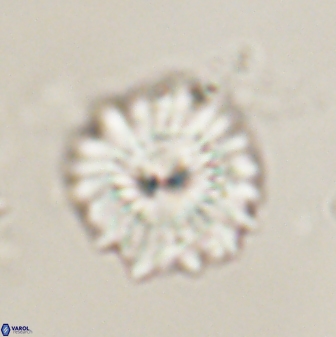 Mulleria bramlettei 54035