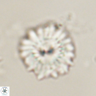 Mulleria bramlettei 54035