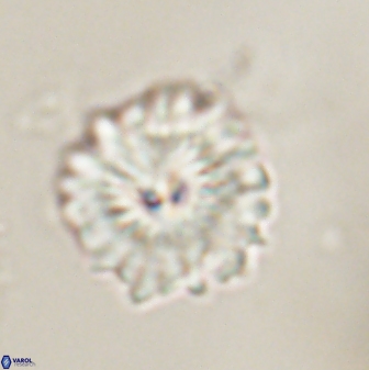 Mulleria bramlettei 54036