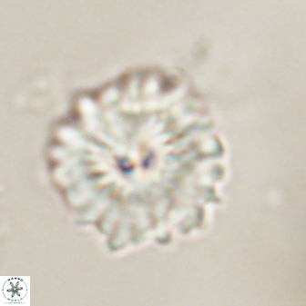 Mulleria bramlettei 54036