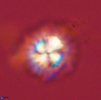 Mulleria bramlettei 54037