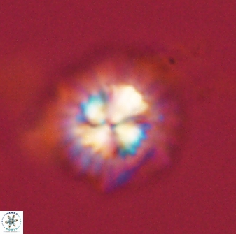 Mulleria bramlettei 54037