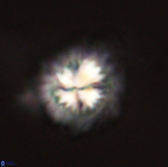 Mulleria bramlettei 54038