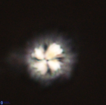 Mulleria bramlettei 54039