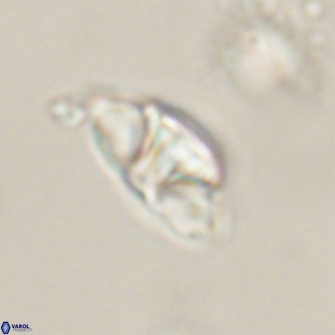 Mulleria bramlettei 54033