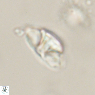 Mulleria bramlettei 54033