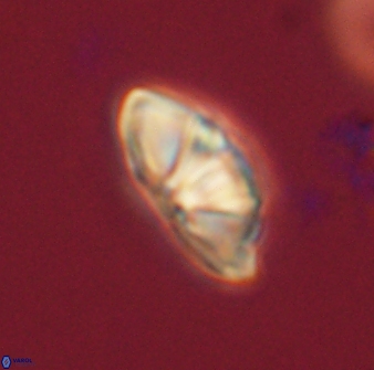 Mulleria bramlettei 54045