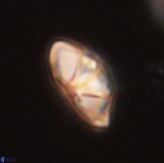 Mulleria bramlettei 54046