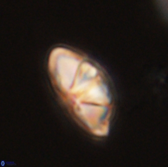 Mulleria bramlettei 54047