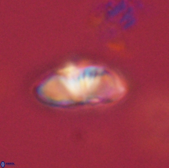 Mulleria bramlettei 54049