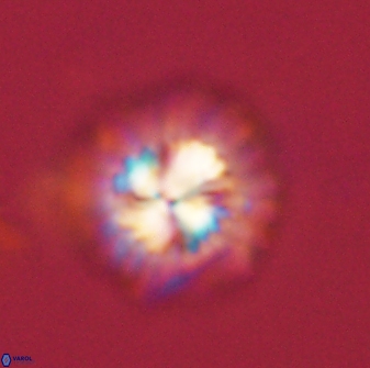 Mulleria bramlettei 54040