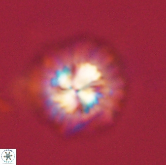 Mulleria bramlettei 54040