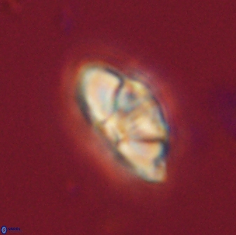 Mulleria bramlettei 54041