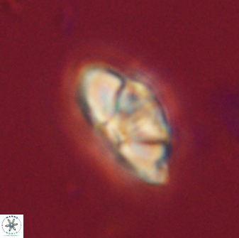 Mulleria bramlettei 54041