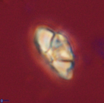 Mulleria bramlettei 54042