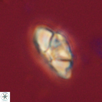 Mulleria bramlettei 54042