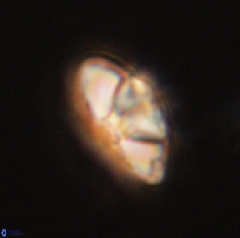 Mulleria bramlettei 54043