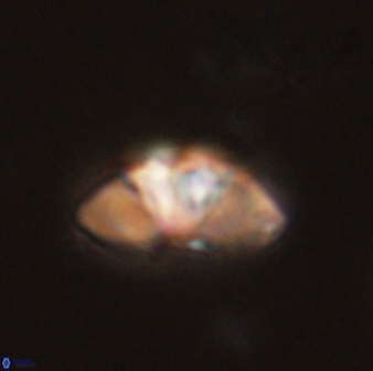 Mulleria bramlettei 54053