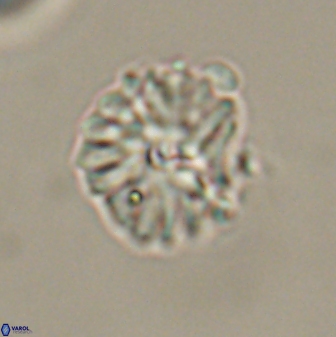 Mulleria bramlettei 52944