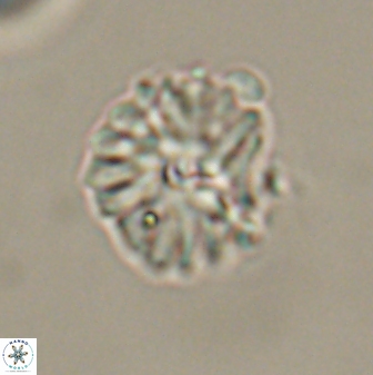Mulleria bramlettei 52944