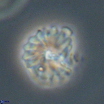 Mulleria bramlettei 52945