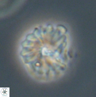 Mulleria bramlettei 52945