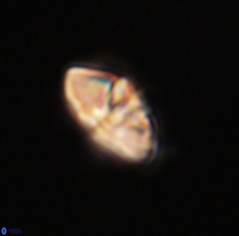 Mulleria bramlettei 52948