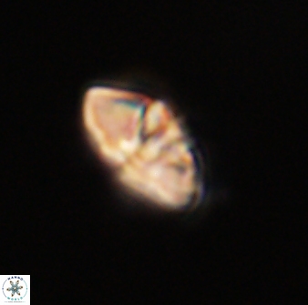 Mulleria bramlettei 52948