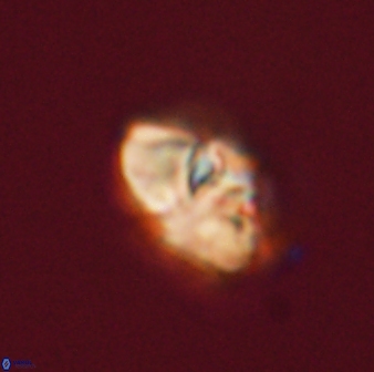 Mulleria bramlettei 52949