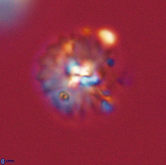 Mulleria bramlettei 52942