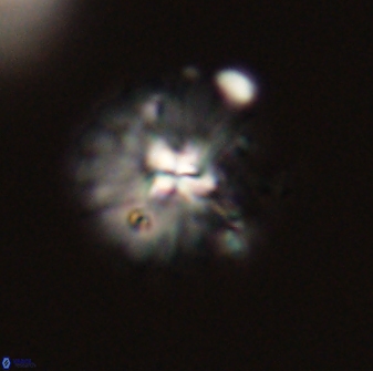 Mulleria bramlettei 52943