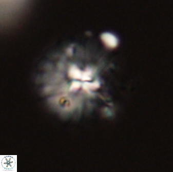 Mulleria bramlettei 52943