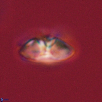 Mulleria bramlettei 52954