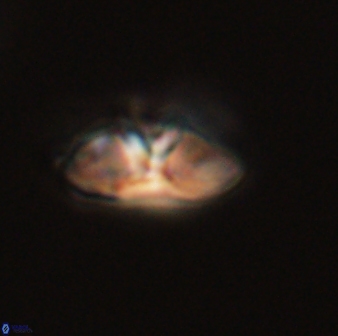 Mulleria bramlettei 52955