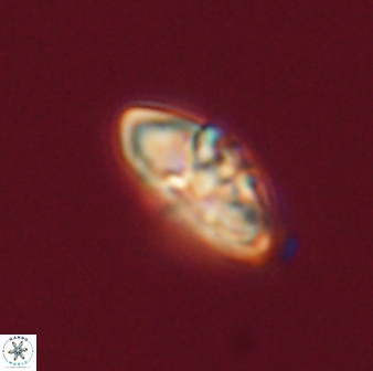 Mulleria bramlettei 52950