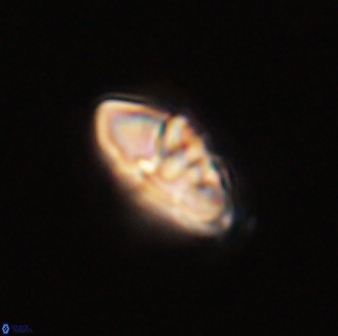 Mulleria bramlettei 52951