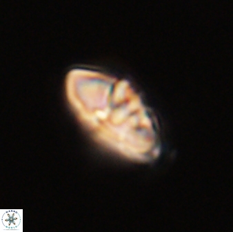 Mulleria bramlettei 52951