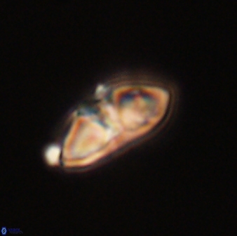 Mulleria bramlettei 52952