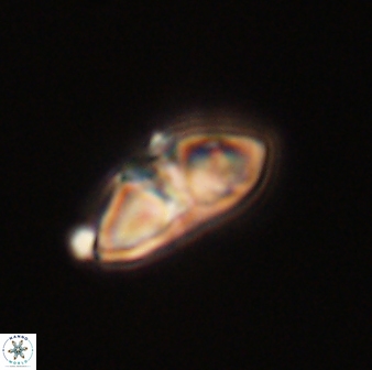 Mulleria bramlettei 52952