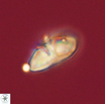 Mulleria bramlettei 52953