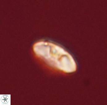 Mulleria bramlettei 53034