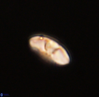 Mulleria bramlettei 53035