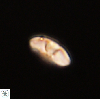Mulleria bramlettei 53035